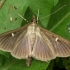 Box tree moth - Cydalima perspectalis | Fotografijos autorius : Vidas Brazauskas | © Macronature.eu | Macro photography web site