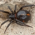 Brėžys - Steatoda paykulliana ♀ | Fotografijos autorius : Žilvinas Pūtys | © Macrogamta.lt | Šis tinklapis priklauso bendruomenei kuri domisi makro fotografija ir fotografuoja gyvąjį makro pasaulį.