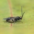 Braconid wasp - Bracon sp. | Fotografijos autorius : Gintautas Steiblys | © Macronature.eu | Macro photography web site