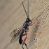 Braconid wasp - Helcon sp. | Fotografijos autorius : Gintautas Steiblys | © Macronature.eu | Macro photography web site