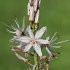 Šakotoji plėnūnė - Asphodelus ramosus | Fotografijos autorius : Gintautas Steiblys | © Macronature.eu | Macro photography web site