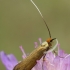 Buožaininė ilgaūsė makštinė kandis - Nemophora metallica  | Fotografijos autorius : Gintautas Steiblys | © Macronature.eu | Macro photography web site