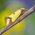 Bright Straw | Agapeta zoegana | Fotografijos autorius : Darius Baužys | © Macronature.eu | Macro photography web site