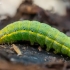 Daržinis pelėdgalvis - Lacanobia oleracea (vikšras) | Fotografijos autorius : Oskaras Venckus | © Macronature.eu | Macro photography web site