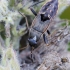 Bright-spotted groundbug, nympha | Rhyparochromus vulgaris | Fotografijos autorius : Darius Baužys | © Macronature.eu | Macro photography web site