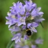 Bristly bellflower - Campanula cervicaria | Fotografijos autorius : Nomeda Vėlavičienė | © Macronature.eu | Macro photography web site
