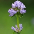 Šiurkštusis katilėlis - Campanula cervicaria | Fotografijos autorius : Nomeda Vėlavičienė | © Macronature.eu | Macro photography web site