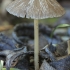 Brittlestem - Psathyrella sp. | Fotografijos autorius : Gintautas Steiblys | © Macronature.eu | Macro photography web site