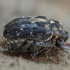 Broad bean weevil - Bruchus rufimanus | Fotografijos autorius : Žilvinas Pūtys | © Macronature.eu | Macro photography web site