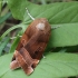 Broad-bordered Yellow Underwing - Noctua fimbriata | Fotografijos autorius : Vytautas Gluoksnis | © Macronature.eu | Macro photography web site