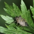 Bronze shieldbug - Troilus luridus | Fotografijos autorius : Vidas Brazauskas | © Macronature.eu | Macro photography web site