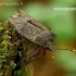 Bronze shieldbug - Troilus luridus | Fotografijos autorius : Romas Ferenca | © Macronature.eu | Macro photography web site