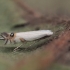 Sausakrūminė baltasparnė kandelė - Leucoptera spartifoliella | Fotografijos autorius : Gintautas Steiblys | © Macronature.eu | Macro photography web site