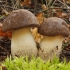 Brown Birch-bolete - Leccinum scabrum | Fotografijos autorius : Vytautas Gluoksnis | © Macronature.eu | Macro photography web site