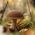 Brown Birch-bolete - Leccinum scabrum | Fotografijos autorius : Vidas Brazauskas | © Macronature.eu | Macro photography web site