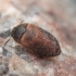 Brown Carpet beetle - Attagenus smirnovi | Fotografijos autorius : Gintautas Steiblys | © Macronature.eu | Macro photography web site