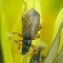 Brown Leaf Weevil - Phyllobius oblongus | Fotografijos autorius : Vidas Brazauskas | © Macronature.eu | Macro photography web site
