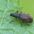 Brown Leaf Weevil - Phyllobius oblongus | Fotografijos autorius : Gintautas Steiblys | © Macronature.eu | Macro photography web site