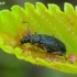 Brown Leaf Weevil - Phyllobius oblongus | Fotografijos autorius : Romas Ferenca | © Macronature.eu | Macro photography web site