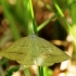 Brown Silver-line - Petrophora chlorasata | Fotografijos autorius : Ramunė Vakarė | © Macronature.eu | Macro photography web site