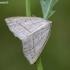 Brown Silver-line - Petrophora chlorosata | Fotografijos autorius : Darius Baužys | © Macronature.eu | Macro photography web site