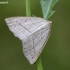 Papartinis sprindžius - Petrophora chlorosata | Fotografijos autorius : Darius Baužys | © Macronature.eu | Macro photography web site