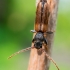 Brown Spruce Longhorn Beetle - Tetropium fuscum  | Fotografijos autorius : Oskaras Venckus | © Macronature.eu | Macro photography web site