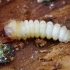 Brown Spruce Longhorn Beetle - Tetropium fuscum, larva | Fotografijos autorius : Romas Ferenca | © Macronature.eu | Macro photography web site