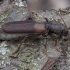 Brown Spruce Longhorn Beetle - Tetropium fuscum | Fotografijos autorius : Žilvinas Pūtys | © Macronature.eu | Macro photography web site