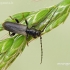 Brown Spruce Longhorn Beetle - Tetropium fuscum | Fotografijos autorius : Darius Baužys | © Macronature.eu | Macro photography web site