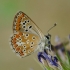 Geltontaškis melsvys - Aricia agestis | Fotografijos autorius : Deividas Makavičius | © Macronature.eu | Macro photography web site