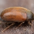 Brown carpet beetle  - Attagenus smirnovi | Fotografijos autorius : Žilvinas Pūtys | © Macronature.eu | Macro photography web site