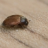Brown carpet beetle - Attagenus smirnovi  | Fotografijos autorius : Gintautas Steiblys | © Macronature.eu | Macro photography web site