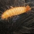 Brown carpet beetle - Attagenus smirnovi, larva ?? | Fotografijos autorius : Gintautas Steiblys | © Macronature.eu | Macro photography web site