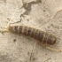 Brown carpet beetle - Attagenus smirnovi, larva | Fotografijos autorius : Kazimieras Martinaitis | © Macronature.eu | Macro photography web site
