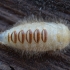 Brown carpet beetle - Attagenus smirnovi, pupa | Fotografijos autorius : Žilvinas Pūtys | © Macronature.eu | Macro photography web site