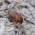 Brown carpet beetle - Attagenus smirnovi | Fotografijos autorius : Romas Ferenca | © Macronature.eu | Macro photography web site