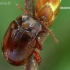 Brown leaf beetle - Chrysolina staphylaea  | Fotografijos autorius : Gintautas Steiblys | © Macronature.eu | Macro photography web site