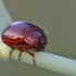 Brown leaf beetle - Chrysolina staphylaea | Fotografijos autorius : Agnė Našlėnienė | © Macronature.eu | Macro photography web site