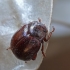 Brown leaf beetle - Chrysolina staphylaea | Fotografijos autorius : Darius Baužys | © Macrogamta.lt | Šis tinklapis priklauso bendruomenei kuri domisi makro fotografija ir fotografuoja gyvąjį makro pasaulį.