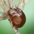 Brown leaf beetle - Chrysolina staphylea | Fotografijos autorius : Romas Ferenca | © Macronature.eu | Macro photography web site