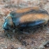 Brown marsh beetle - Cyphon variabilis  | Fotografijos autorius : Gintautas Steiblys | © Macronature.eu | Macro photography web site