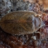 Brown marsh beetle - Cyphon variabilis | Fotografijos autorius : Žilvinas Pūtys | © Macronature.eu | Macro photography web site