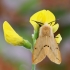 Buff Ermine - Spilarctia lutea | Fotografijos autorius : Arūnas Eismantas | © Macronature.eu | Macro photography web site