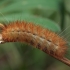 Buff Ermine - Spilosoma lutea, caterpillar | Fotografijos autorius : Gintautas Steiblys | © Macronature.eu | Macro photography web site