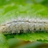 Buff Ermine - Spilosoma lutea, caterpillar | Fotografijos autorius : Romas Ferenca | © Macronature.eu | Macro photography web site