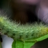 Buff Ermine - Spilosoma lutea, young caterpillar | Fotografijos autorius : Oskaras Venckus | © Macronature.eu | Macro photography web site