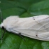 Buff Ermine - Spilosoma lutea | Fotografijos autorius : Žilvinas Pūtys | © Macronature.eu | Macro photography web site