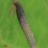 Buff birch case-bearer - Coleophora milvipennis, larval case | Fotografijos autorius : Gintautas Steiblys | © Macronature.eu | Macro photography web site