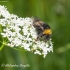 Buff-tailed bumblebee (Bombus terrestris) | Fotografijos autorius : Aleksandras Naryškin | © Macronature.eu | Macro photography web site